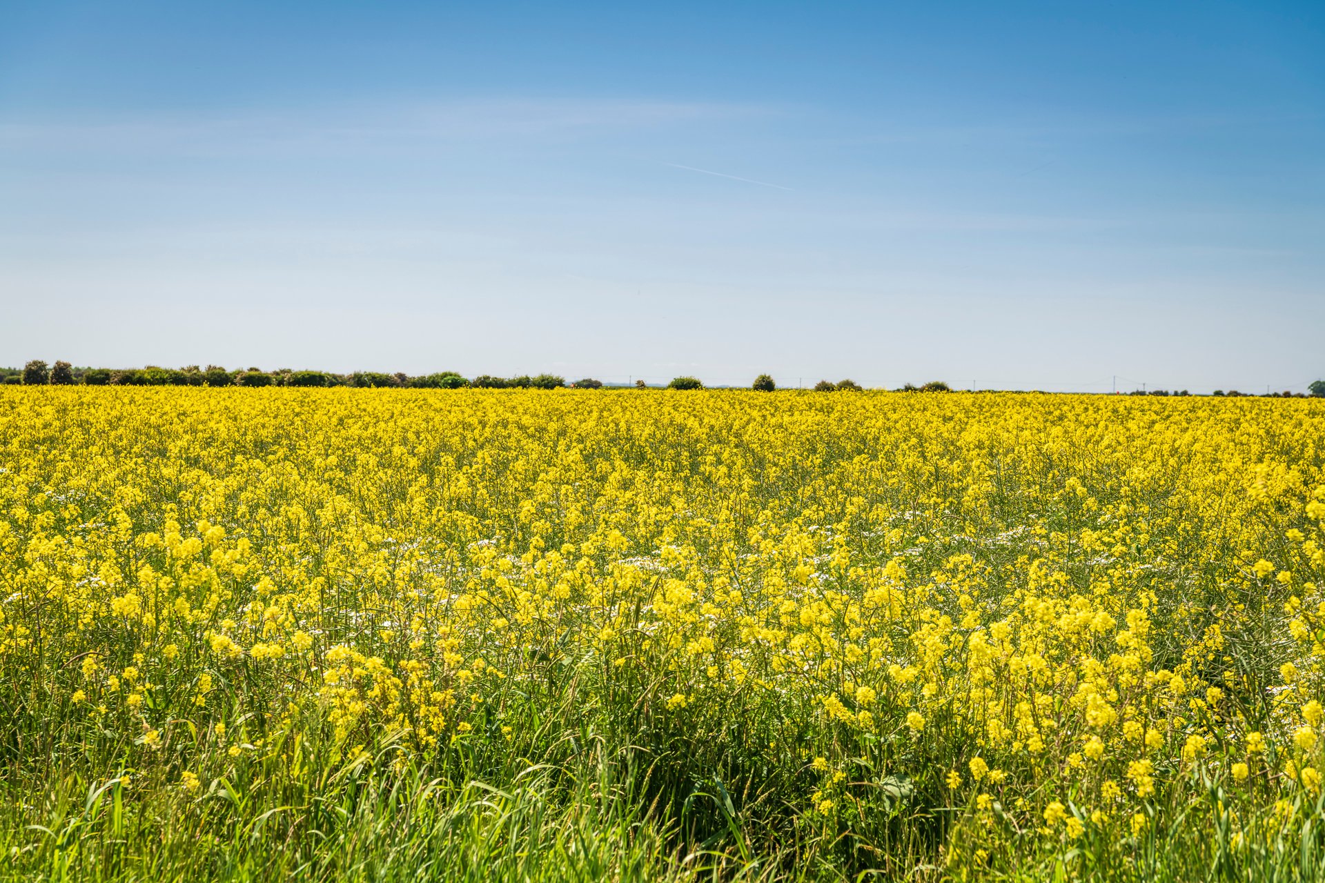 rapeseed